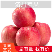 正宗洛川红富士陕西苹果新鲜时令水果红富士脆甜多汁洛川苹果一件