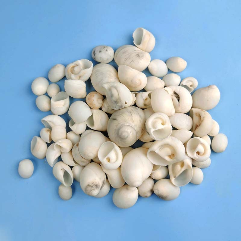 福海人家白玉螺供应批发贝壳海螺海洋标本花盆栽装饰海螺