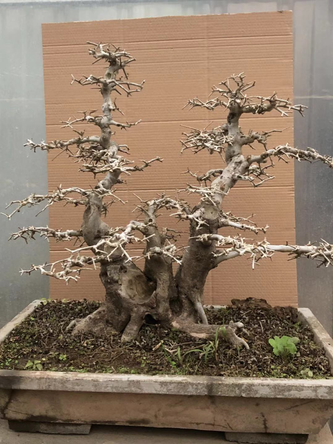 盆景之王对节白蜡小桩 (精品造型大老桩树桩耐寒盆景)