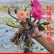 睡莲种根块花九品香莲种子莲花苗根水生水养水培植物小碗莲籽塘泥