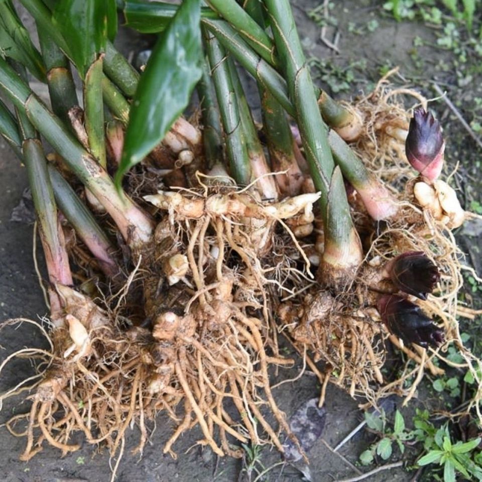 湖北恩施新鲜阳荷姜种根洋火姜利川土特产洋荷洋荷姜1斤