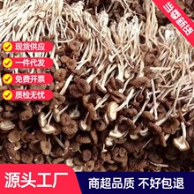 古田茶树菇干货500g香菇特产无硫不开伞菌菇煲汤散装农产品批发