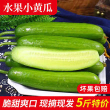 应季水果黄瓜新鲜5斤小黄瓜生吃脆嫩无刺山东现摘整箱蔬菜批发1斤