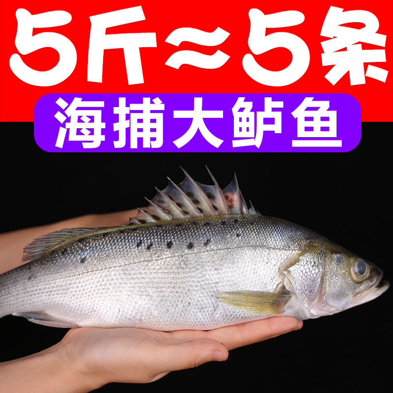 无冰新鲜大鲈鱼海鲈鱼大海鱼海鲜水产鲜活活鱼冷冻鱼类生鲜鲜鱼