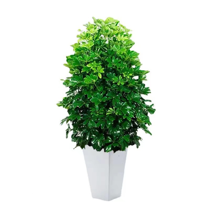 八方来财鸭脚木四季常青招财树发财树室内阳台桌面绿植等盆栽花卉