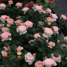 新品大花浓香月季苗灌木玫瑰包对版欧月庭院切花根一件批发