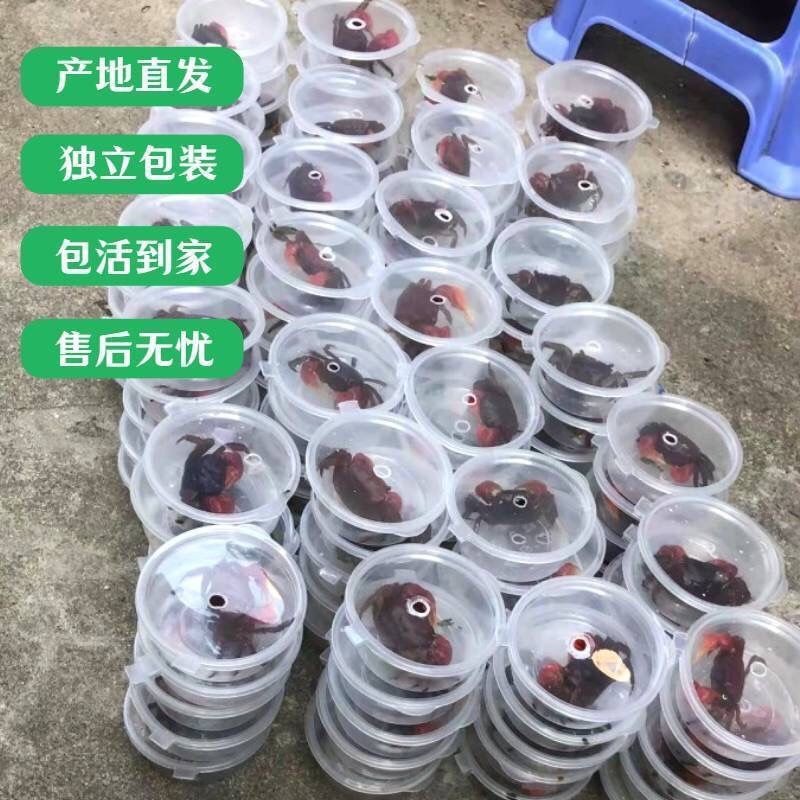 相手蟹辣椒蟹沙蟹摆摊零售观赏蟹淡水螃蟹活体宠物水族爬宠批发