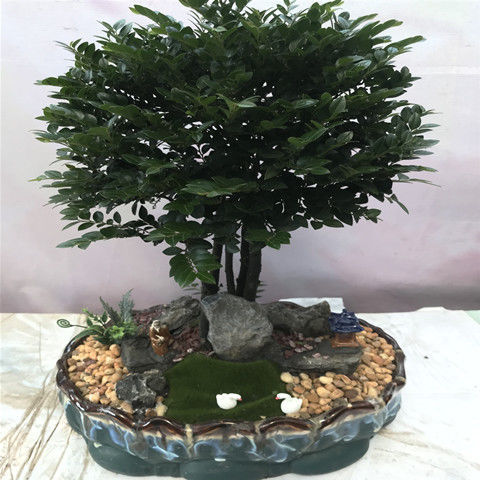 名贵小叶紫檀盆景树桩客厅植物室内花卉绿植树苗四季常青盆栽