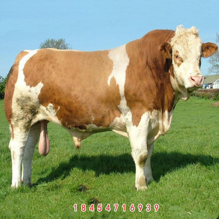 肉牛犊 西门塔尔牛价格改良牛苗批发 肉牛鲁西黄牛养殖场欢迎考察