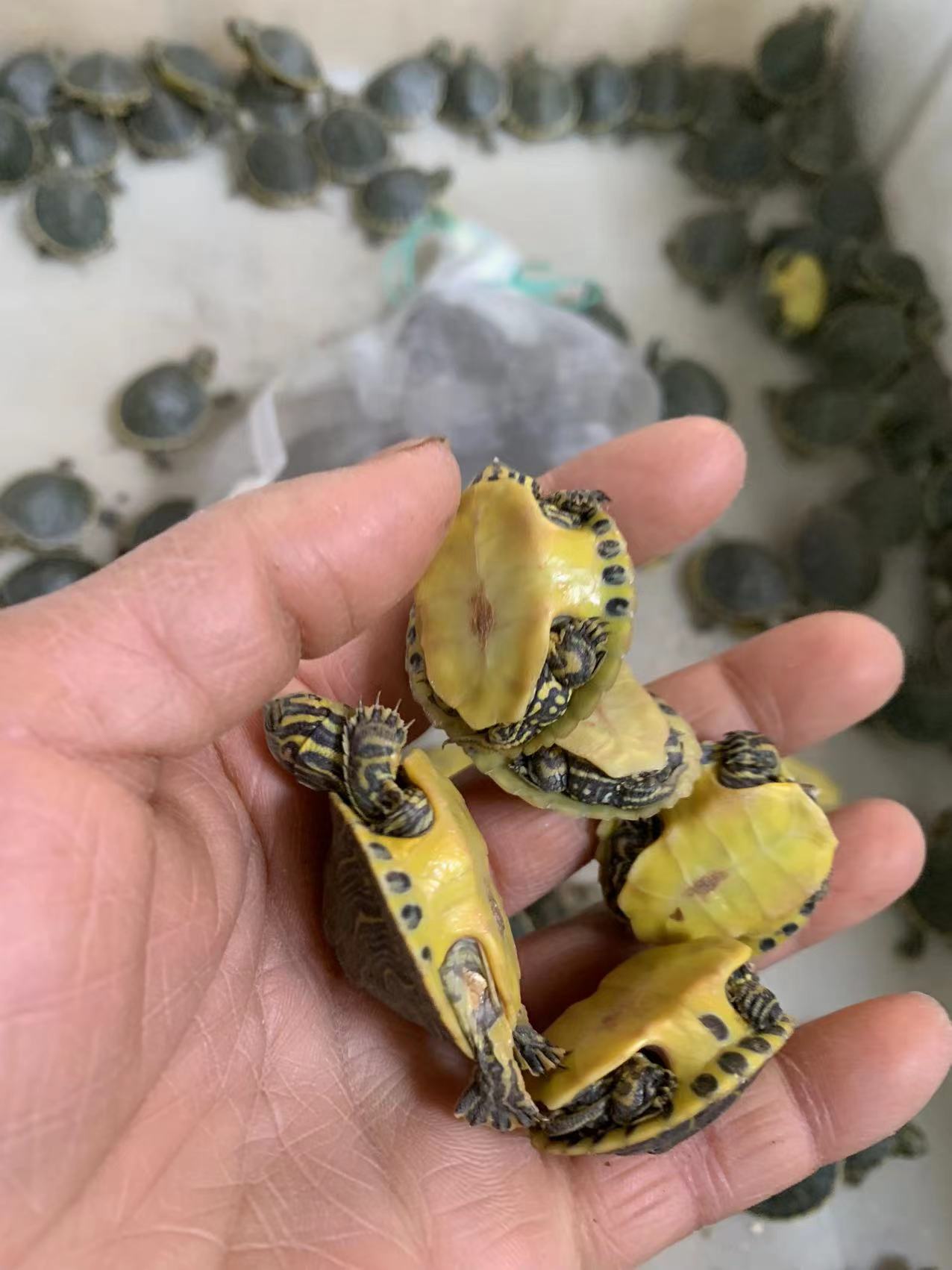 佛洲甜甜圈龟苗活物佛州彩龟深水宠物小乌龟鱼缸深水东部吃菜龟