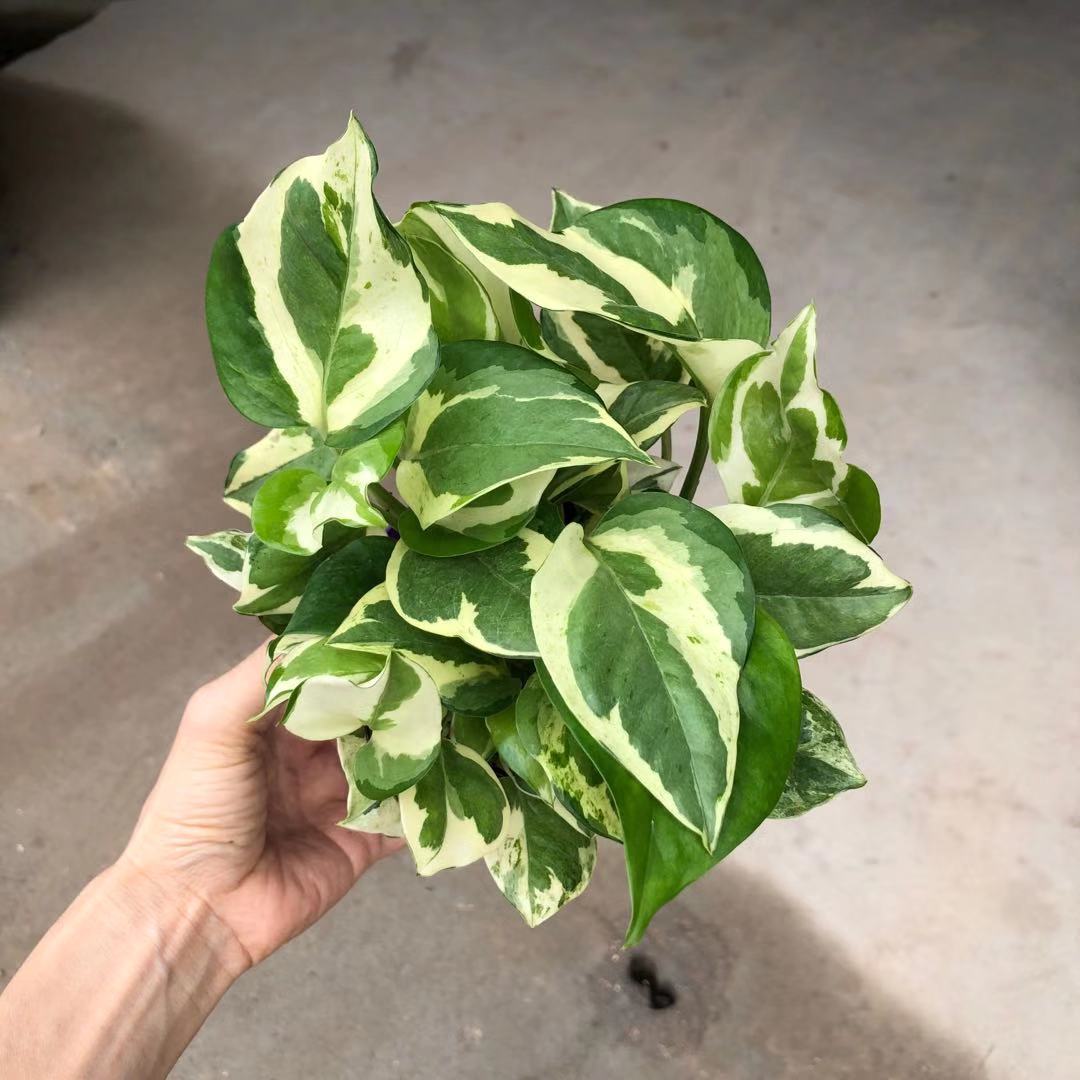 广州批发 110白金葛绿植盆栽客厅窗台办公室空间美化摆设好养易活