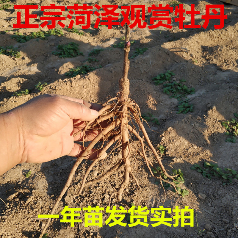真品牡丹菏泽正宗牡丹花苗盆栽当年开花重瓣大花正宗洛阳地栽树苗