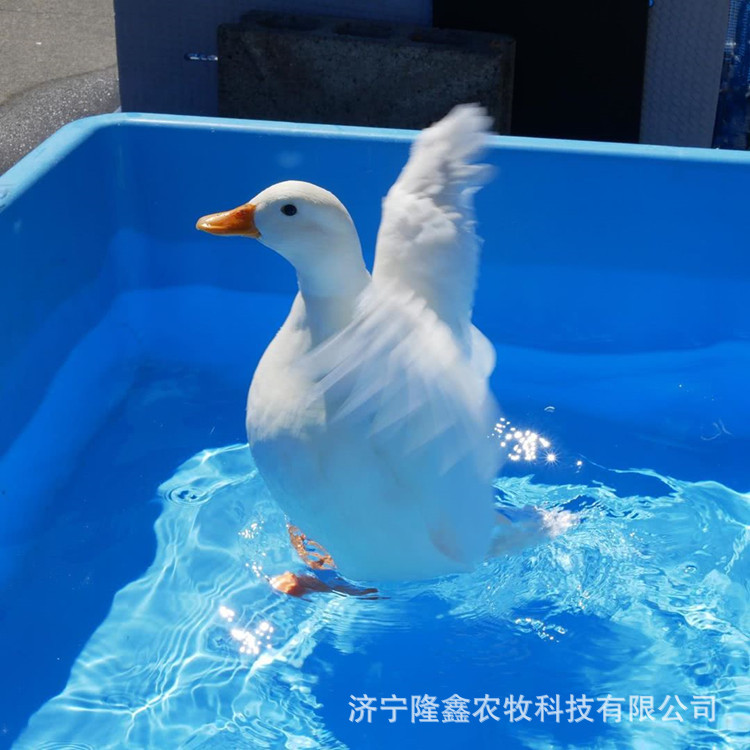 活体观赏宠物珍珠鸭