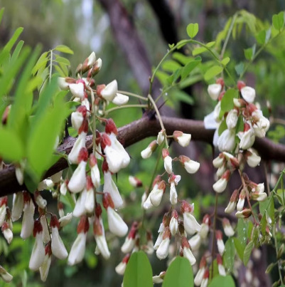 洋槐花苗刺槐树苗食用槐花苗观赏香花槐苗白槐花南北方种植盆地栽