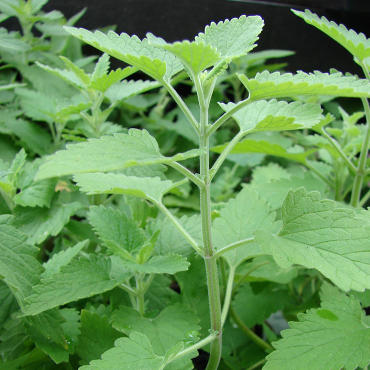 薄荷种子美国薄荷香水薄荷种子阳台庭院室内外花卉植物香草种子