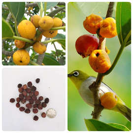 榕树种子大叶榕树种子马榕种籽鸡榕大青树高山榕种子四季绿化庭院