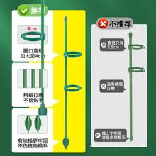 植物防倒伏支架支撑杆园艺固定架朱顶红花架龟背竹天堂鸟爬藤植物