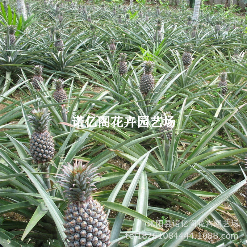 台湾金钻西瓜凤梨苗菠萝苗带果盆栽果树果苗南方种植水果矮化甜蜜