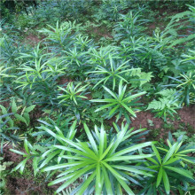 基地批发罗汉松苗庭院造景绿植盆栽地栽