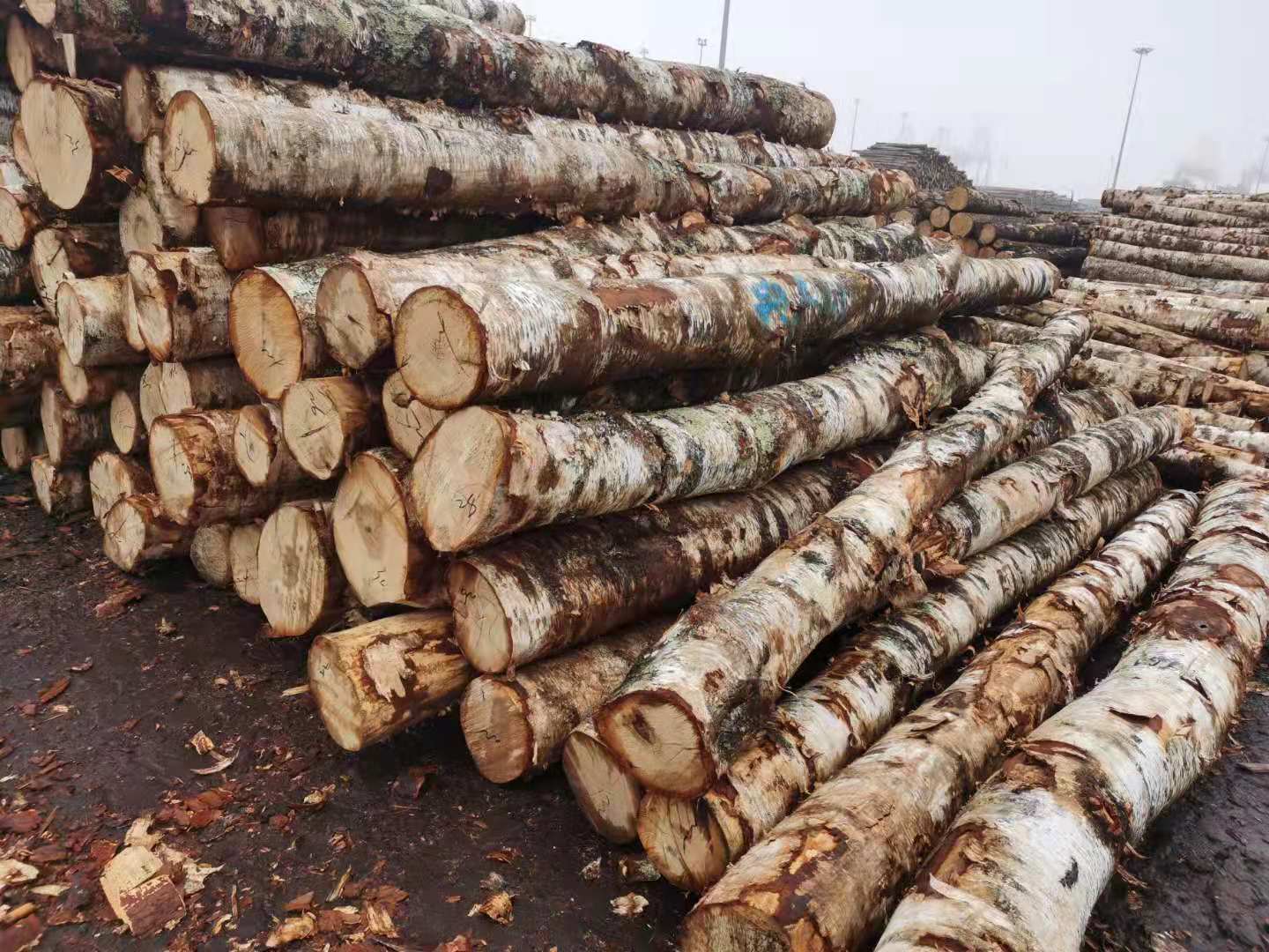 俄罗斯桦木白桦枫桦原木旋切家具装修适用材桦木防腐烘干实木板材