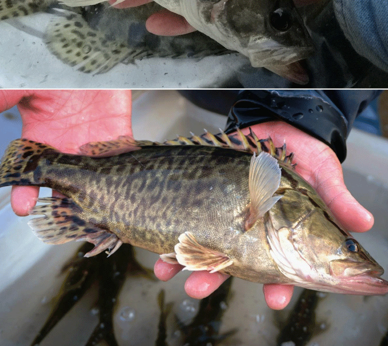 批发 活鱼 桂花鱼 鳜鱼 季花鱼 花鲫鱼 广州黄沙海鲜批发全国供应