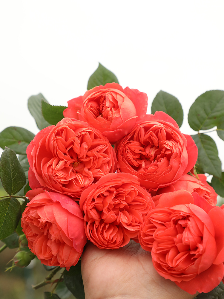 天狼月季 国产自育 炽炎 耐热丰花灌木阳台庭院月季多季节开花