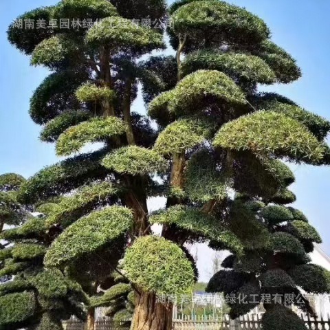 进口精品 造型罗汉松 基地直批雀舌罗汉松大树 庭院 别墅自选低价