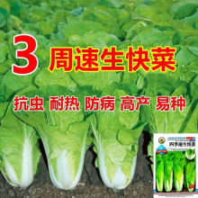 快菜种子四季快菜25天收获四季可播种蔬菜种子批发