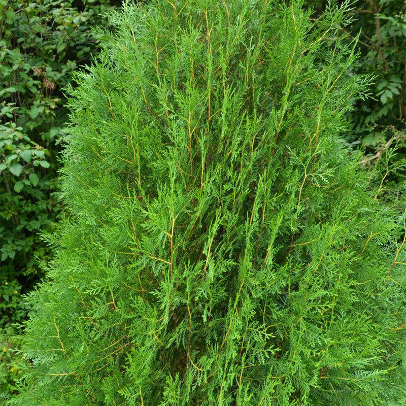 基地供应侧柏柏木小苗 工程苗道路绿化苗 批发量大侧柏小树侧白