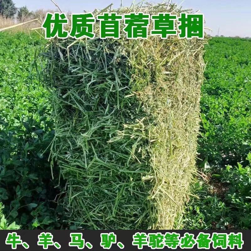 养殖场干草饲料宠物店苜蓿草捆喂羊驼食用牧草喂家畜牛羊赛马草料