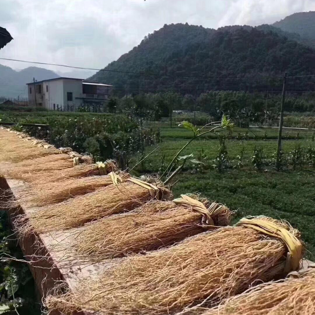 【粤北养身肝草龙须根丝线根】广州清平滋补品煲汤产地货源可代发