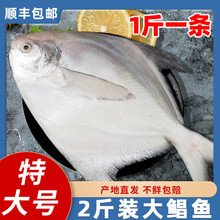 水澜丞2斤2条白鲳鱼新鲜鲜活冷冻东海大鲳鱼银鲳鱼平鱼扁鲳镜鱼海