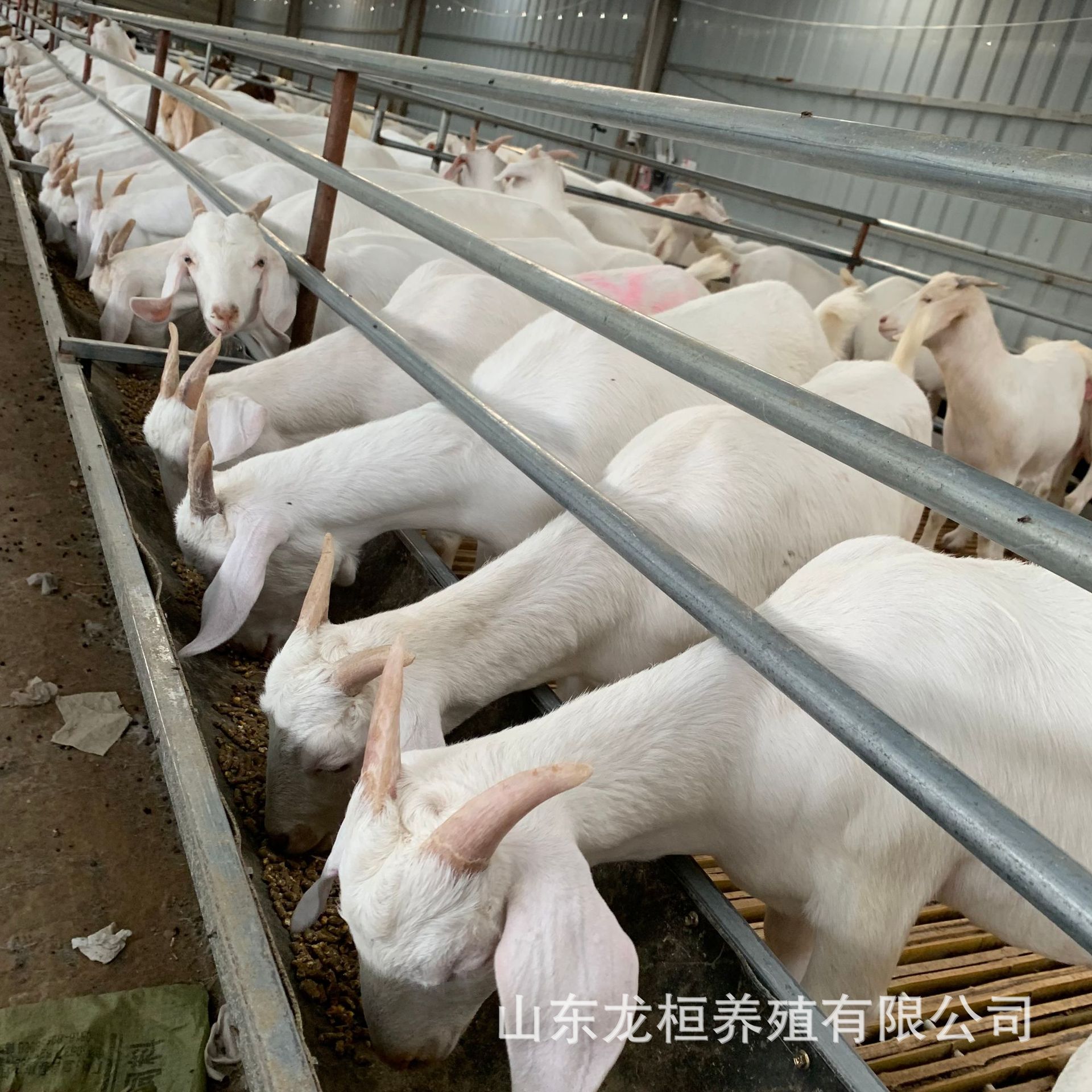 农户养殖正宗白山羊种羊苗活体 波尔山羊白山羊羊羔大