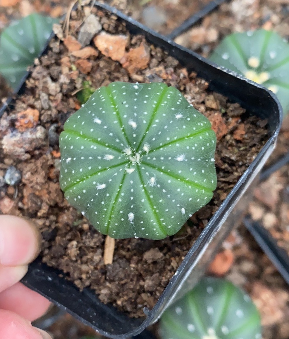 星兜 仙人球实生 seed 白毛 3-4cm 多肉开花绿植 园艺批发基地