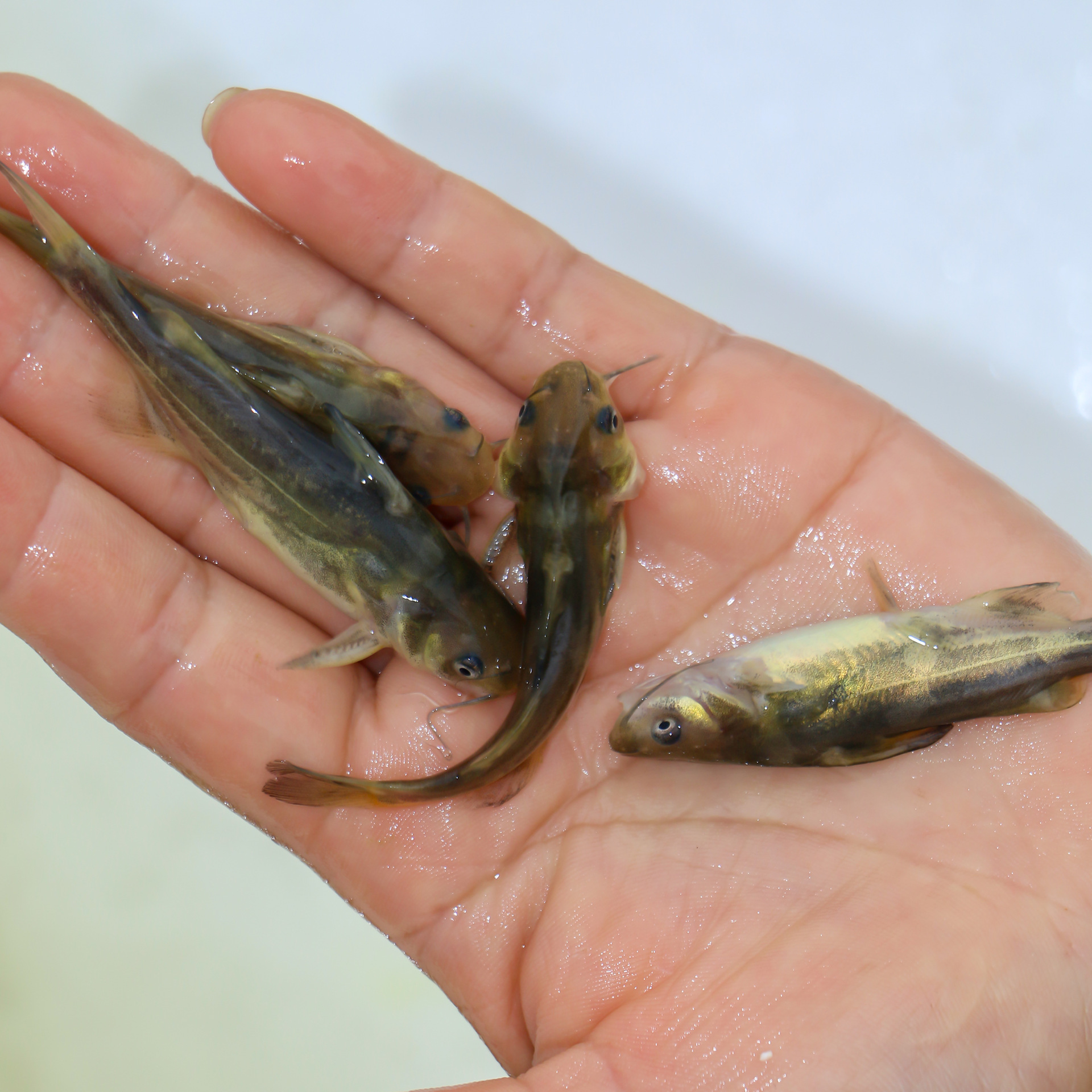 四川眉山黄骨鱼苗黄颡鱼黄骨鱼淡水养殖食用黄丫头昂刺黄辣丁鱼苗