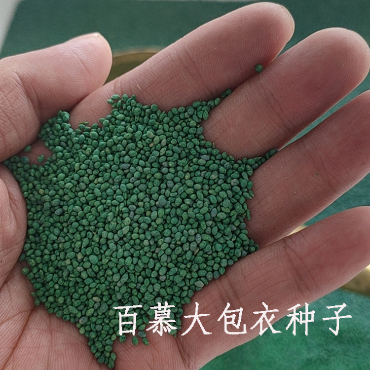 热卖百慕大草子绿化草籽四季常青庭院护坡固土草籽草皮草坪黑麦草