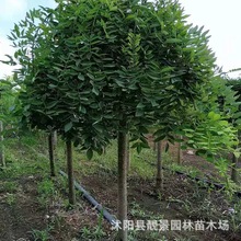 江苏基地龙爪槐树苗 行道槐树绿化造型树园林道路庭荫树垂槐苗