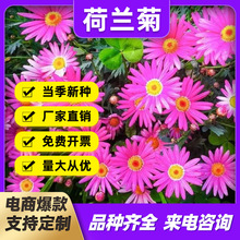厂家批发大滨菊种子 高山紫菀花籽四季易种室景观花海多年生草花