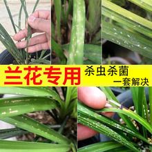 兰花专用杀虫杀菌套装介壳虫蚜虫小黑飞黑斑病茎腐病软腐病烂根药