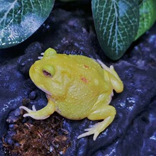 角蛙活物小丑蛙青蛙金蟾活体蛤蟆宠物蛙非洲牛蛙爬宠黄金角蛙套装