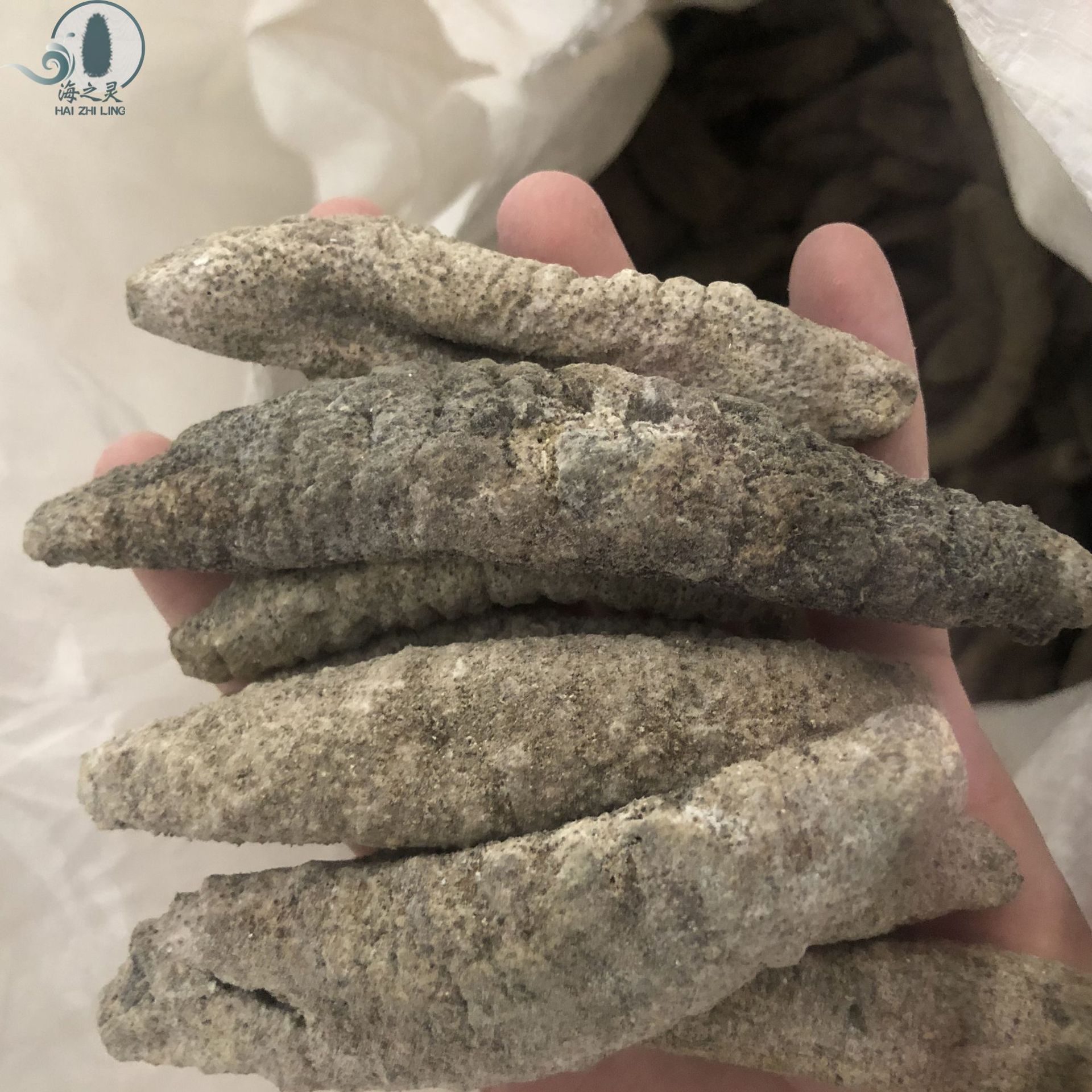 批发北极参 灰北极参 小青皮海参干货水发酒店佛跳墙