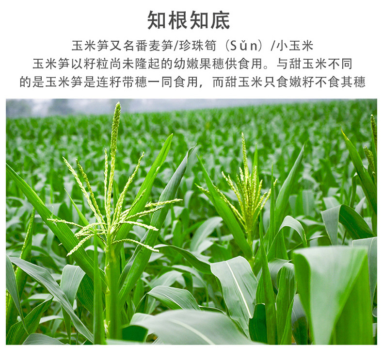 5斤装广西玉米之乡农家甜玉米笋新鲜小玉米芯仔蔬菜嫩棒