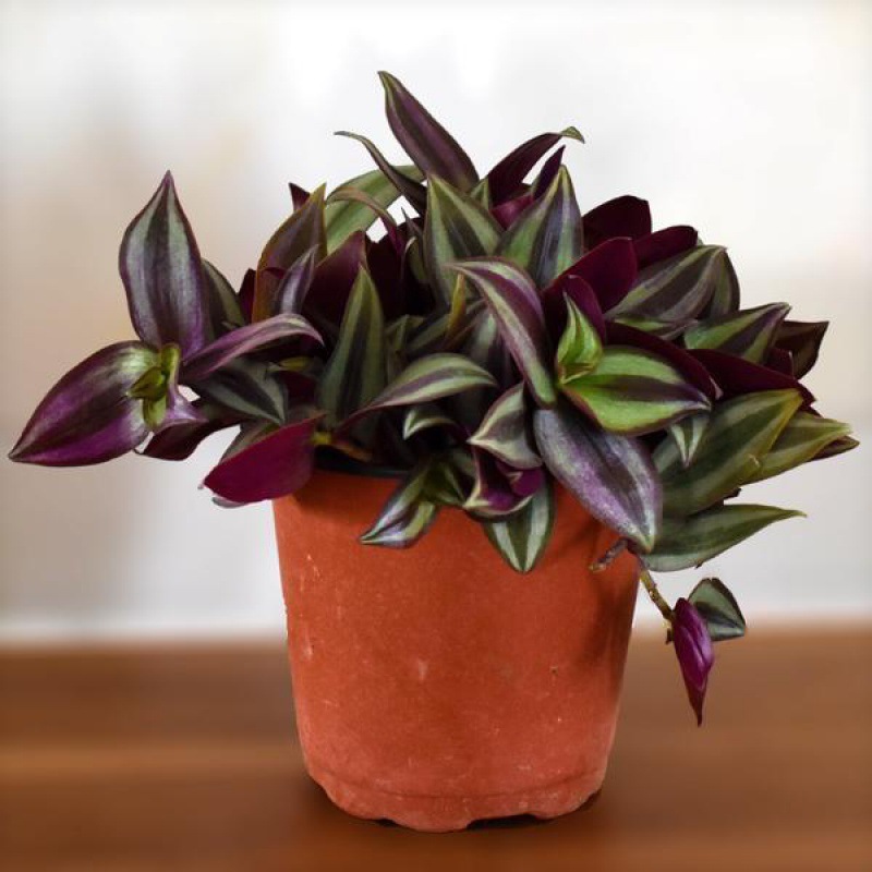 紫竹梅吊竹梅吊兰绿植盆栽花卉垂吊桌面客厅小盆栽净化空气庭院