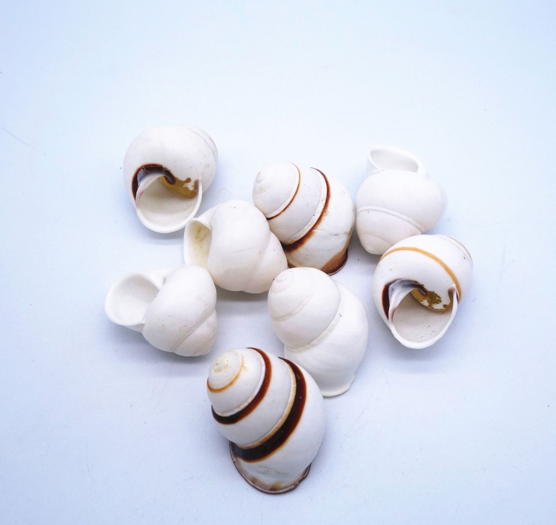 寄居蟹壳 小海螺标本螺 蜗牛螺礼物礼品生产 小白螺批发