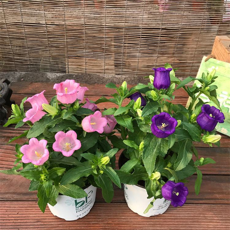 丹麦重瓣风铃草盆栽开花植物室内阳台花卉四季好养活花苗鲜花绿植