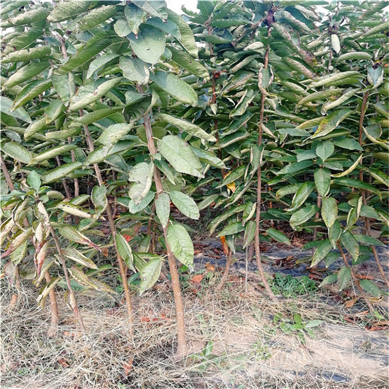 矮化齐早樱桃苗批发 美早樱桃苗价格 吉塞拉车厘子樱桃树苗基地