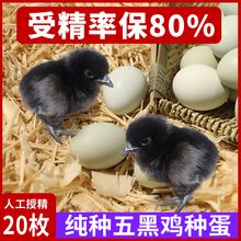 五黑鸡种蛋受精蛋纯种绿壳鸡蛋可孵化小鸡五黑一绿鸡乌骨鸡种蛋