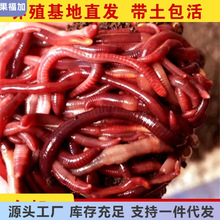 大号蚯蚓活饵鲜活红虫垂钓鱼饵料鲫鱼鲤鱼野钓黑坑鱼料鱼食通杀