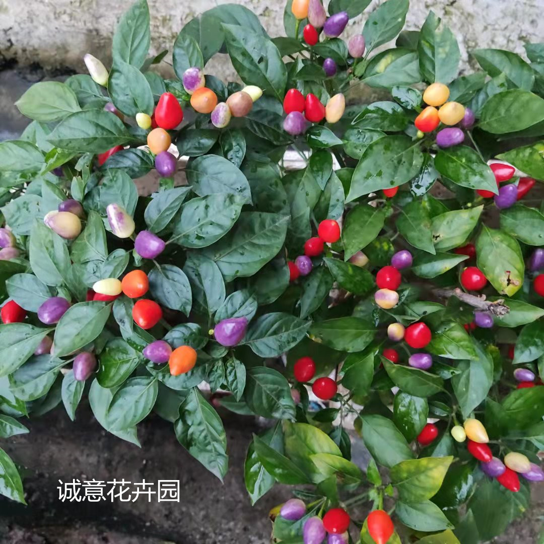 食用五彩椒苗七彩椒秋冬四季四季阳台盆栽小米椒辣椒苗秧苗田地栽