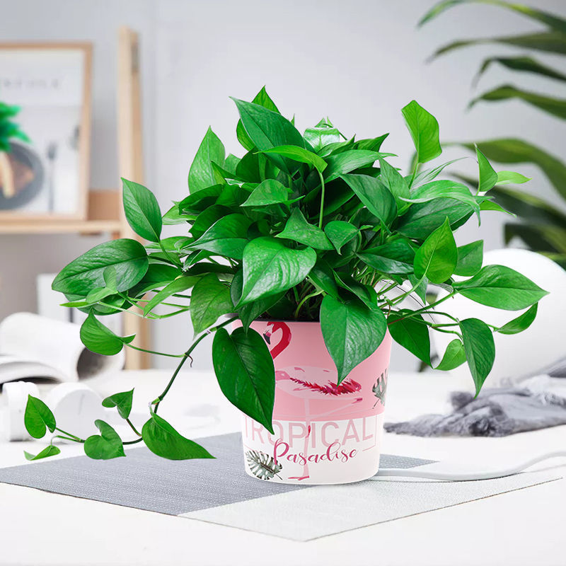 绿萝盆栽室内垂吊花卉水培植物吊兰绿植吸甲醛净化空气大绿箩长藤